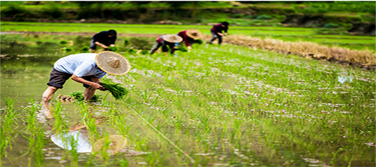 農業(yè)農村部辦公廳關于開展2020年全國農民“小康美景手機拍”攝影作品征集活動的通知